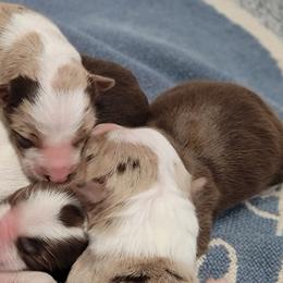 Border Collie Puppies from Borderline Kennels