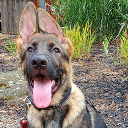 German Shepherd Puppies from Wind Dance German Shepherds