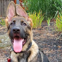 German Shepherd Puppies from Wind Dance German Shepherds