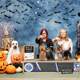 Akc major pointed Magic - Yorkshire Terrier