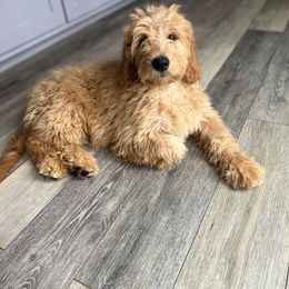 Cockapoo and Goldendoodle Puppies from Puppy Power Kennels