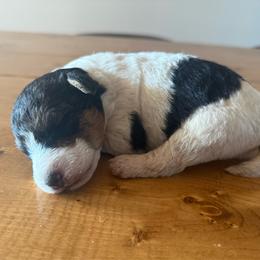 Lucky - White and black female Wire Fox Terrier puppy in Knoxville, Tennessee from Wire Hairs of Knoxville