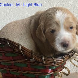 Cream - Caramel cream male Australian Labradoodle puppy in Sedona, Arizona from Red Rock Doodles