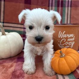 MaryEllen - White female Miniature Schnauzer puppy in Hedgesville, West Virginia from Clay Hill Kennels