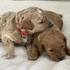 Labradoodle Puppies from Viewpoint Labradoodles