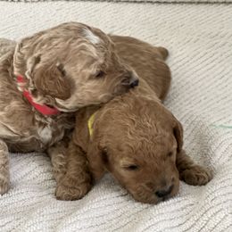 Labradoodle Puppies from Viewpoint Labradoodles