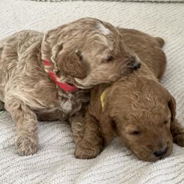 Labradoodle Puppies from Viewpoint Labradoodles