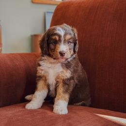 Aussiedoodle Puppies from Amos and Oak Doodles