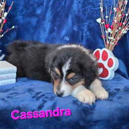 Cassandra - Black tri-color female Australian Shepherd puppy in Smithfield, Utah from Invictus Farms