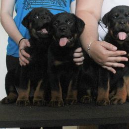Rottweiler Puppies from Forte Bello Rottweilers