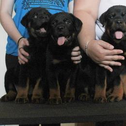 Rottweiler Puppies from Forte Bello Rottweilers