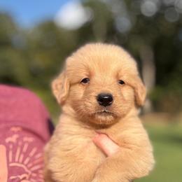 Boy 3 - Golden male Golden Retriever puppy in Albany, Georgia from Sassafras Goldens