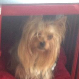 Yorkshire Terriers from Yorkie Show Dogs
