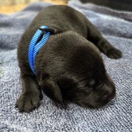 Bosco - Black male Labrador Retriever puppy in Mount Olive, Mississippi from 3 King Kennels