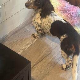 Spark - Dachshund