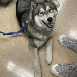 Siberian Husky Puppies from Arctic Circle Kennels