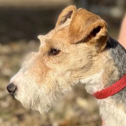 Nanner - Wire Fox Terrier