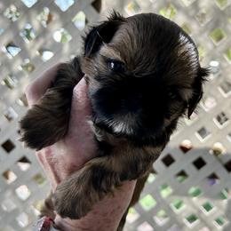 Lulu - Brindle and white female Shih Tzu puppy in Victorville, California from Precioustzus