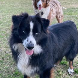 Miniature American Shepherds and Miniature Australian Shepherds from Rigsby Ranch