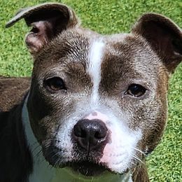 Lorax - Staffordshire Bull Terrier