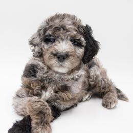 Biscotti - Red Collar - Blue merle male Bernedoodle puppy in Lehi, Utah from Our Little Farm Life Doodles