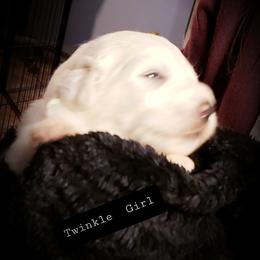 Great Pyrenees Puppies from Rusty Horse Ranch Great Pyrenees