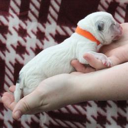 Scout  - Orange - Blue male Australian Cattle Dog puppy in Colbert, Oklahoma from LoveAHeeler