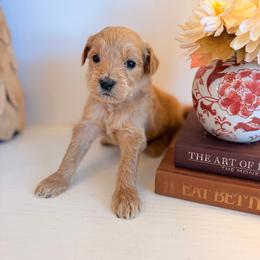 Wells - Apricot male Goldendoodle puppy in Wilson, North Carolina from Cedar Creek Doodles