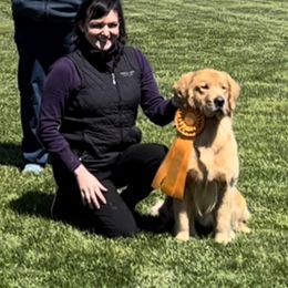 Golden Retriever All Grown Up from Insignia Goldens