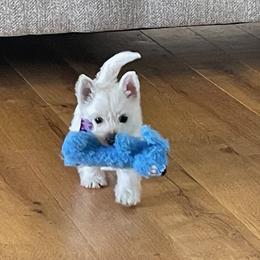 West Highland White Terrier Puppies from Ravens Nest Westies