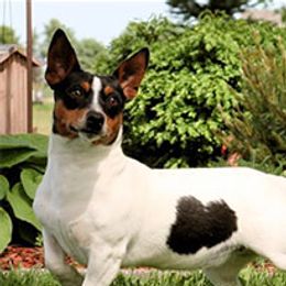 Daisy - Teddy Roosevelt Terrier