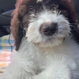 Goldendoodles and Labradoodles from Sweet Baby Doodles