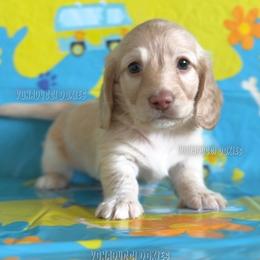 Shaggy - Cream male Dachshund puppy in Chandler, Arizona from Vonaducci Doxies, LLC.