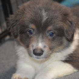 Cobalt - Fluffy - Gray and white male American Corgi puppy in Lithia, Florida from Diamondcrest Inc