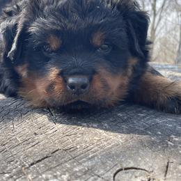 Kara - Black and mahogany female Rottweiler puppy in Industry, Illinois from KDKs Kennels