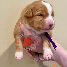 Shetland - Red female Nova Scotia Duck Tolling Retriever puppy in Albany, New York from Sardonyx Canines