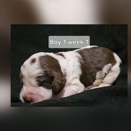 Boy 1 - Liver white and roan male English Springer Spaniel puppy in Lakeland, Georgia from A&N Hobby Farm