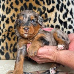 Hot Pink - Merle female Bernedoodle puppy in Curtice, Ohio from The Pink Doghouse