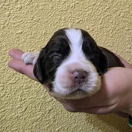 Hula - Liver and white female English Springer Spaniel puppy in Florida from Thunderbird Springers