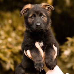 Today - Sable male German Shepherd puppy in Salem, Ohio from von den Kilöff Working German Shepherds