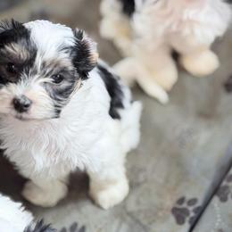 Gogh - Black & tan tri-color male Morkie puppy in Aliquippa, Pennsylvania from The Morkie Mom