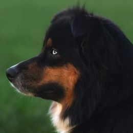 Australian Shepherds from McDonald Farm's Australian Shepherds