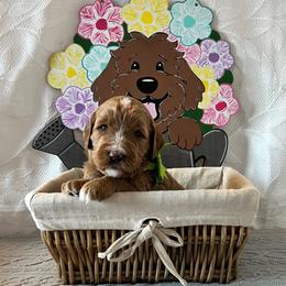 Brave - Green Collar Male - Red  male Goldendoodle puppy in Bradenton, Florida from Suncoast Goldendoodles