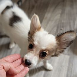 Cajun girl - White black and tan female Papillon puppy in Joshua, Texas from Summertime Kennels