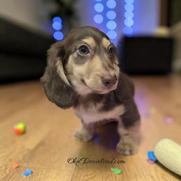 Marcus - Chocolate and cream male Dachshund puppy in Oklahoma City, Oklahoma from OkieDoxieland Dachshunds