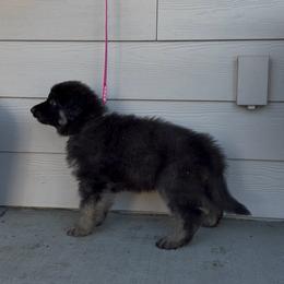 Doc (Pink) - Black and silver male Shiloh Shepherd puppy in Vancouver, Washington from North By Northwest Shilohs “NBNW”