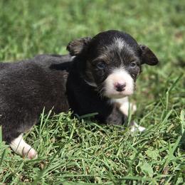 Female 2 - Black and white female American Corgi puppy in Portland, North Dakota from Sliding stop corgis