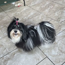 Havanese All Grown Up from Quickstep's Havanese