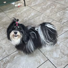 Havanese All Grown Up from Quickstep's Havanese