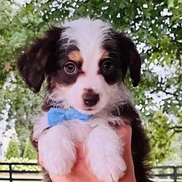 Aussiedoodles, Goldendoodles, Golden Retrievers, and Miniature Australian Shepherds from Lee Family Puppies